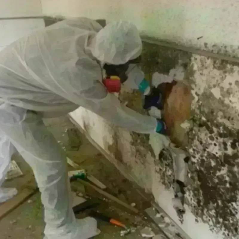 Mold Remediation and Removal in Vermilion County, IL